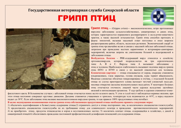 СББЖ информирует