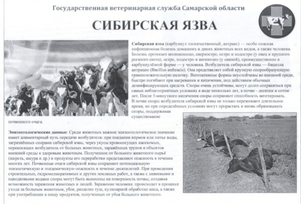Внимание! Сибирская язва!