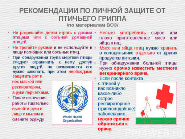 Внимание!!! Птичий грипп!!!