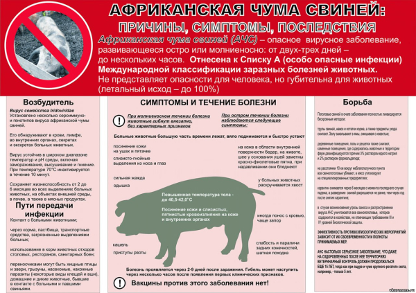 Выдержка из ветеринарных правил содержания свиней.